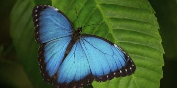 butterfly representing mesooptics