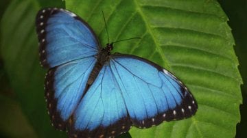 butterfly