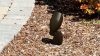 Bollards